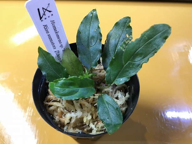 ホマロメナ Homalomena sp.Euclase Riau sumatera LA便 – 熱帯植物.com